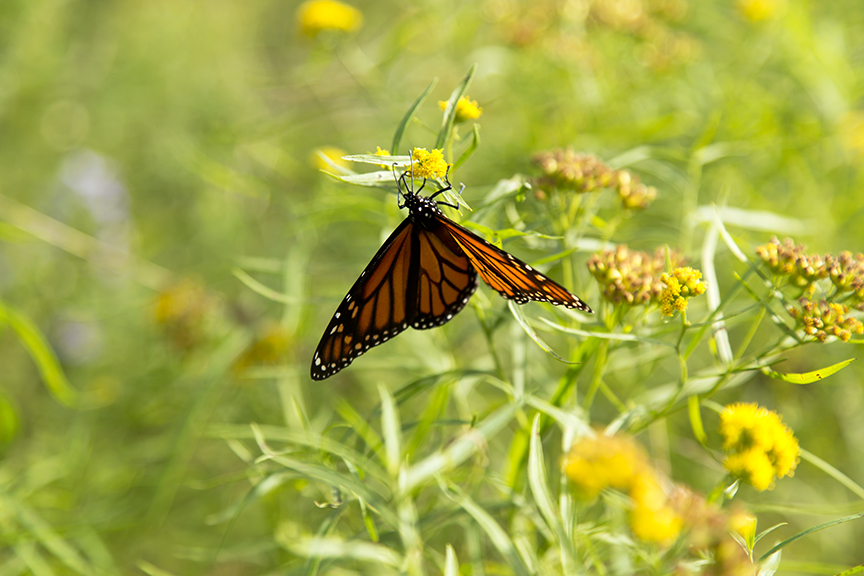 Agloe, NY New York Paper Town Monarch Butterfly, #1