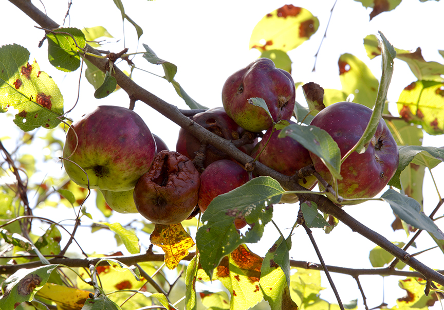 Agloe, NY New York Paper Town Red Apple Tree Bunch (Malus Domestica), #1