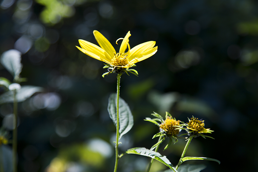 Agloe, NY New York Paper Town Woodland Sunflower Helianthus Divaricatus, #1